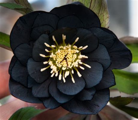 are black flowers real