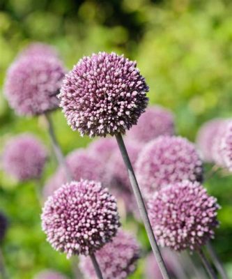 how many allium flowers per bulb how many different colors can alliums come in?